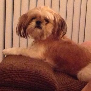 Meet your Posher, Frances